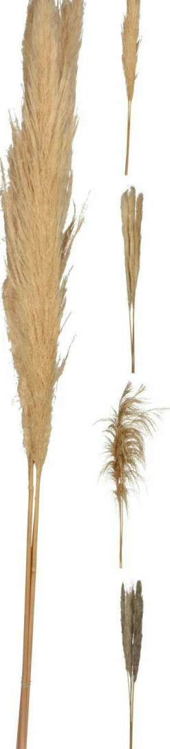 Sonstige Kunstpflanze Pampasgras