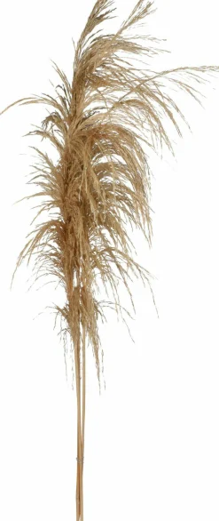 Sonstige Kunstpflanze Pampasgras