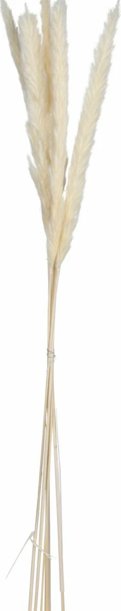 Discount Sonstige Kunstpflanze Pampasgras