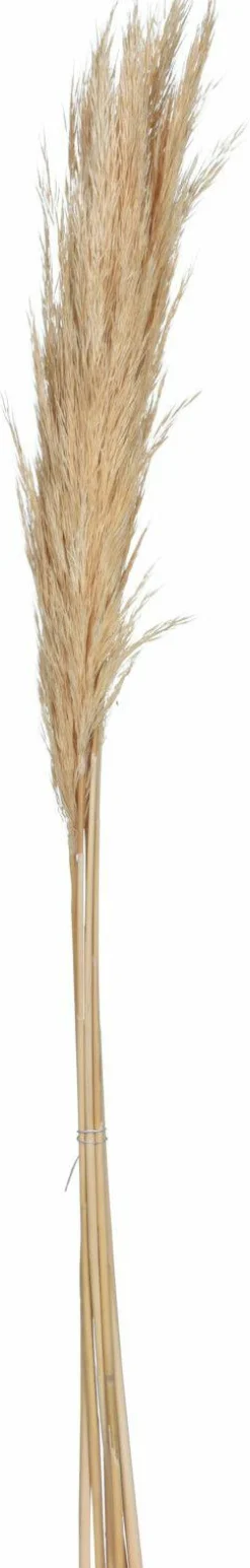 Discount Sonstige Kunstpflanze Pampasgras