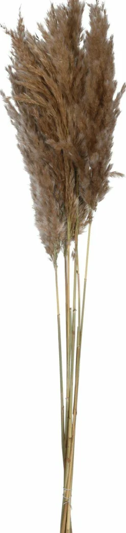 Discount Sonstige Kunstpflanze Pampasgras
