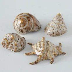 Sale Sonstige Muschel ALYSSA