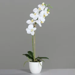 DPI Orchidee weiß