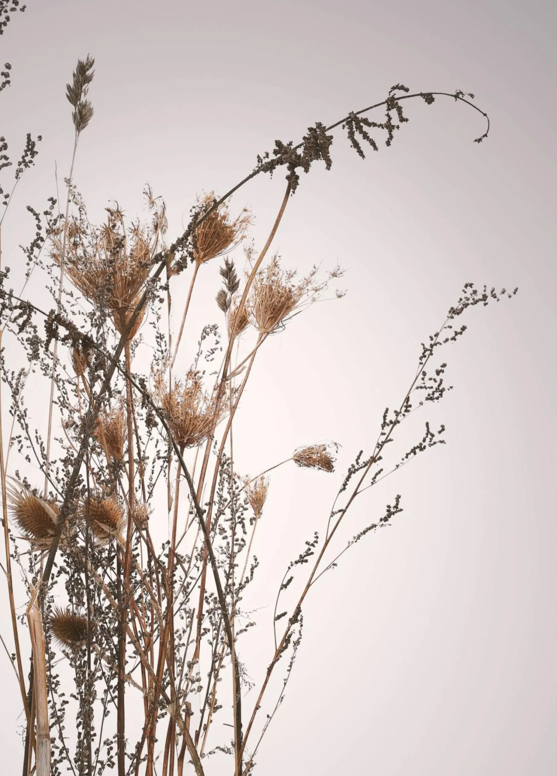 Sonstige Poster 1617