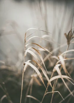 Outlet Sonstige Posterboard REED 2