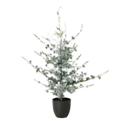 Sonstige Tannenbaum KIEFER