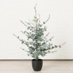 Sonstige Tannenbaum KIEFER