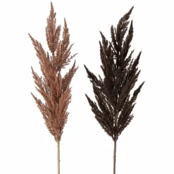 Discount Sonstige Zweig PAMPASGRAS